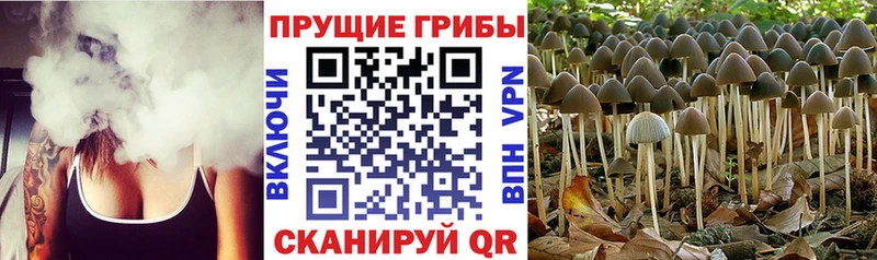 купить наркоту  Высоковск  блэк спрут tor  Галлюциногенные грибы мицелий 
